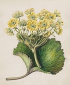 A botanical illustration featuring a cluster of yellow flowers with green centers, surrounded by lush, textured green leaves. The flowers are depicted with detailed petals and intricate vein patterns on the leaves, set against a plain background.