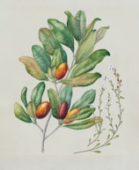 A detailed sketch showcasing coffee plant leaves.
