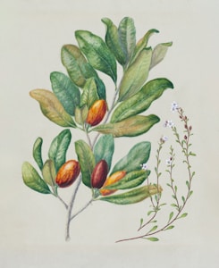 A detailed botanical illustration depicting a branch with oval, glossy green leaves and several reddish-brown fruits. To the right, there is a delicate sprig with small white flowers and green leaves, suggesting a more subtle plant.