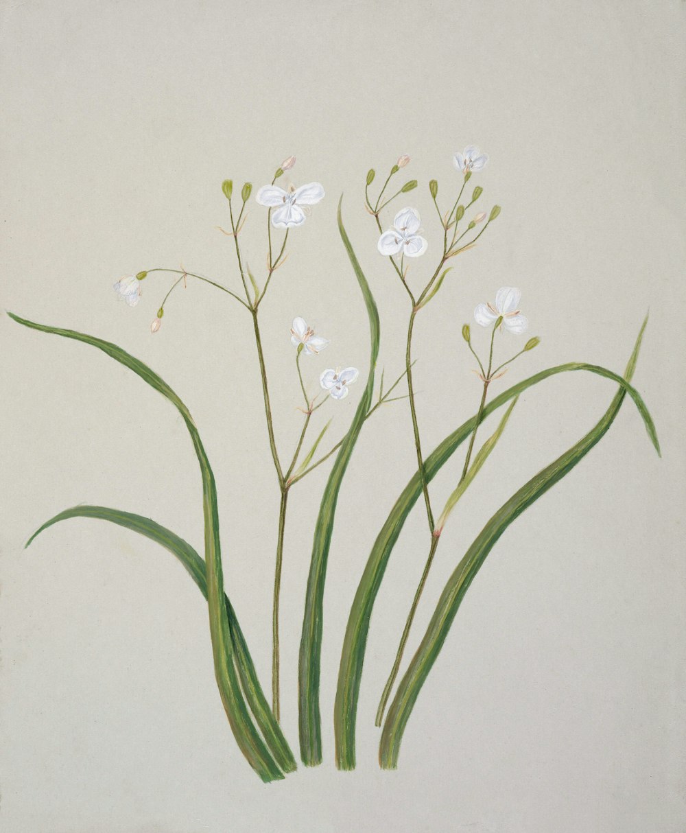 Ein Gemälde von weißen Blumen auf weißem Hintergrund