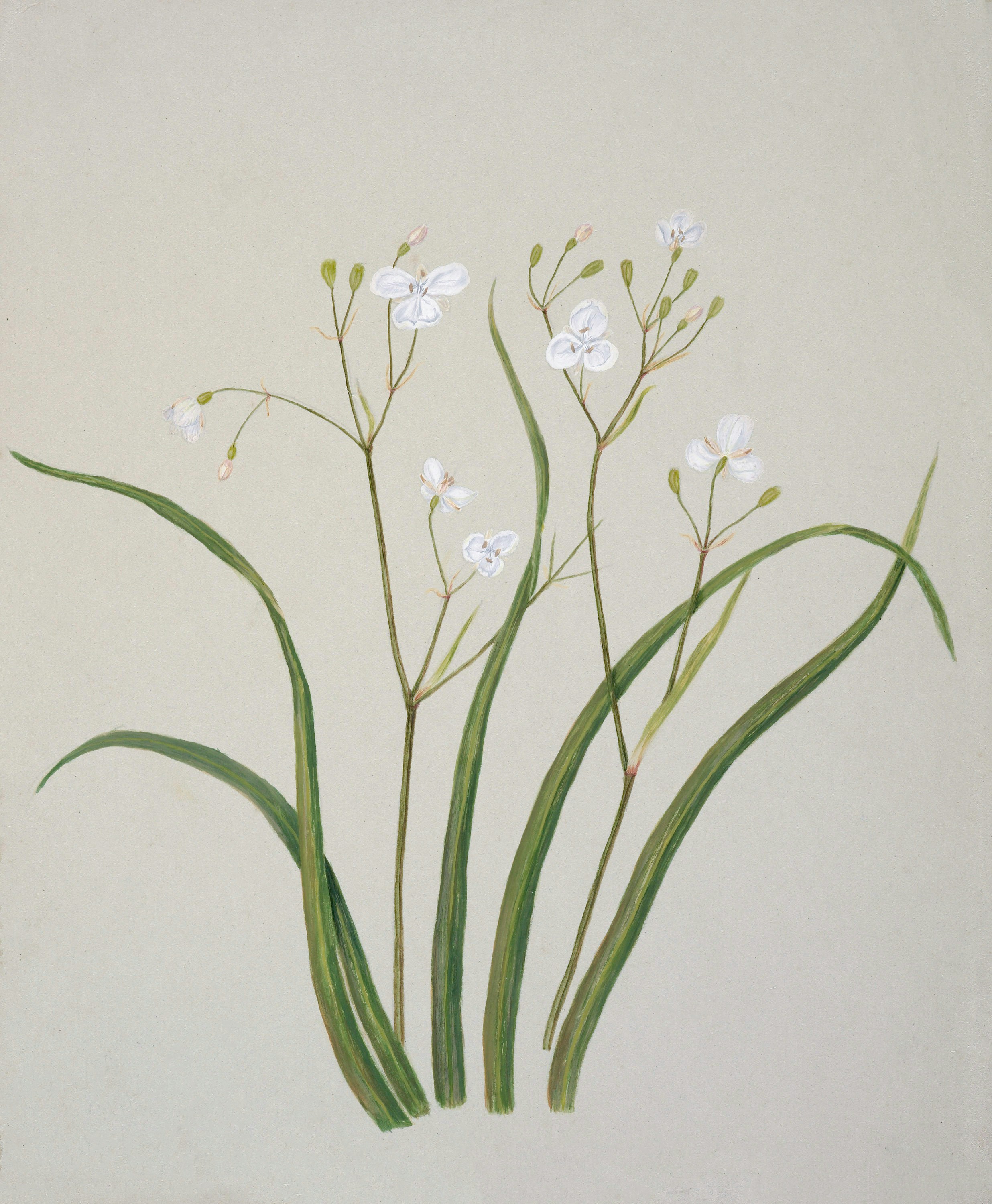 Beautiful Plants and Design Services