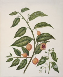 A botanical illustration featuring a plant with large green leaves and round, orange-yellow fruit. There are additional smaller leaves and flowers with white petals and light green stems. The artistry captures the intricate vein patterns of the leaves and the texture of the fruit.