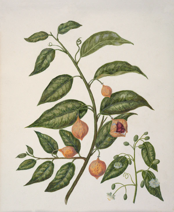 botanical pepper