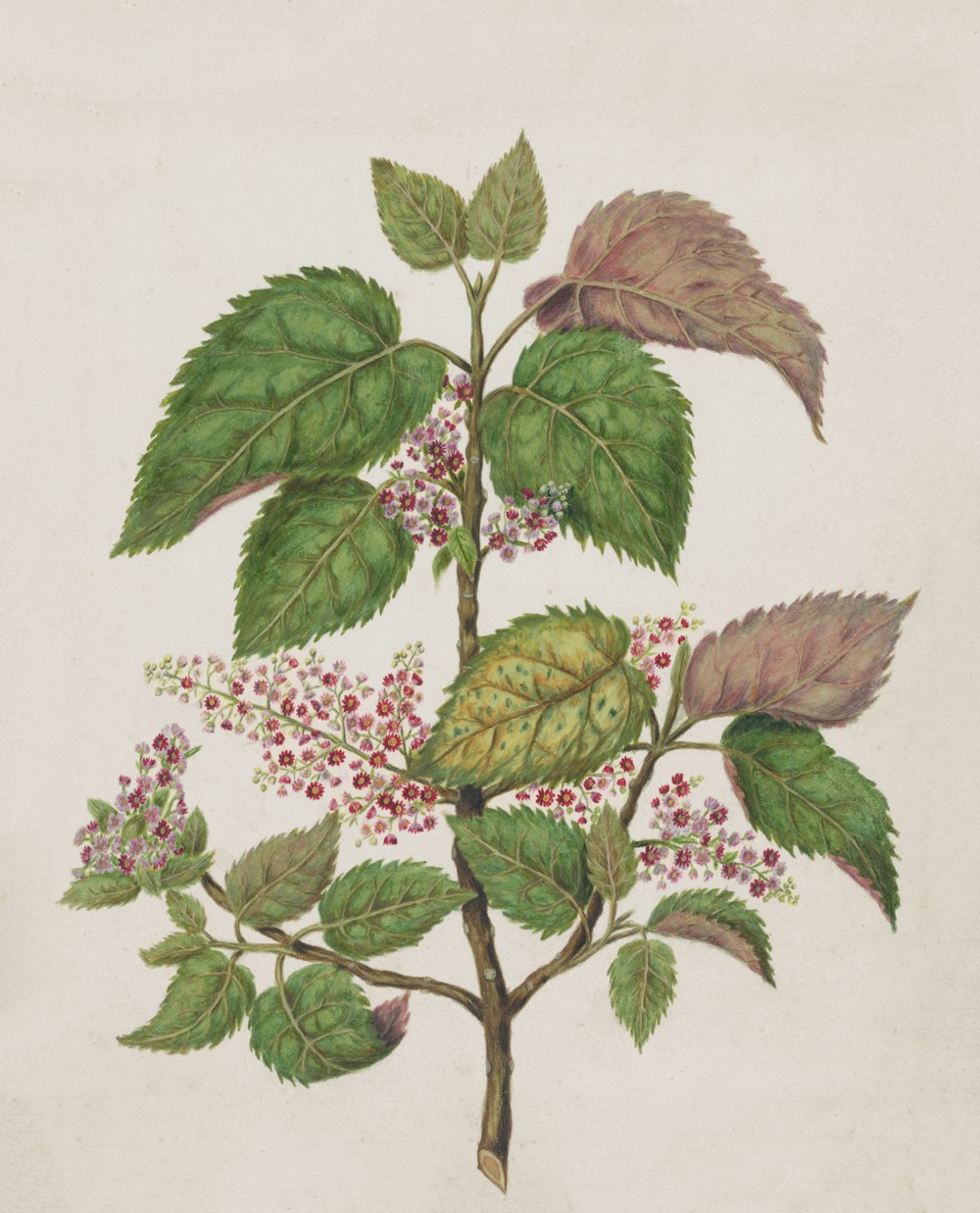 a drawing of a plant with leaves and berries