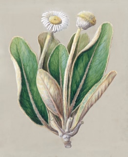 A detailed botanical illustration of a plant with multiple green leaves and two flowering heads. The leaves have a thick texture with visible veins running through them. One flower head has white petals surrounding a yellow center, while the other has a fuzzy, unopened appearance.