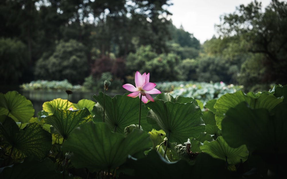 a pink flower sitting in the middle of a lush green field