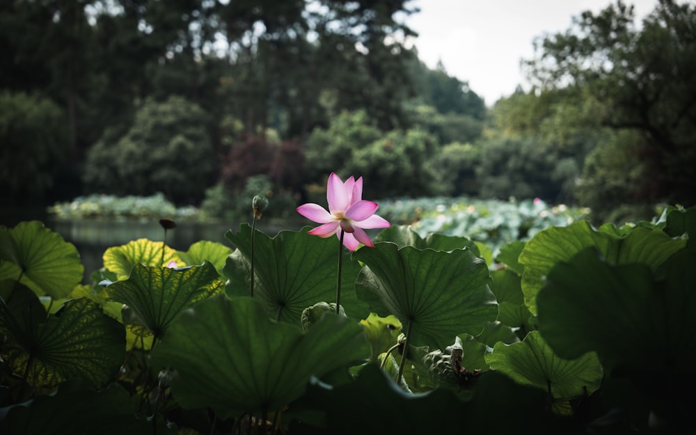 une fleur rose assise au milieu d’un champ verdoyant