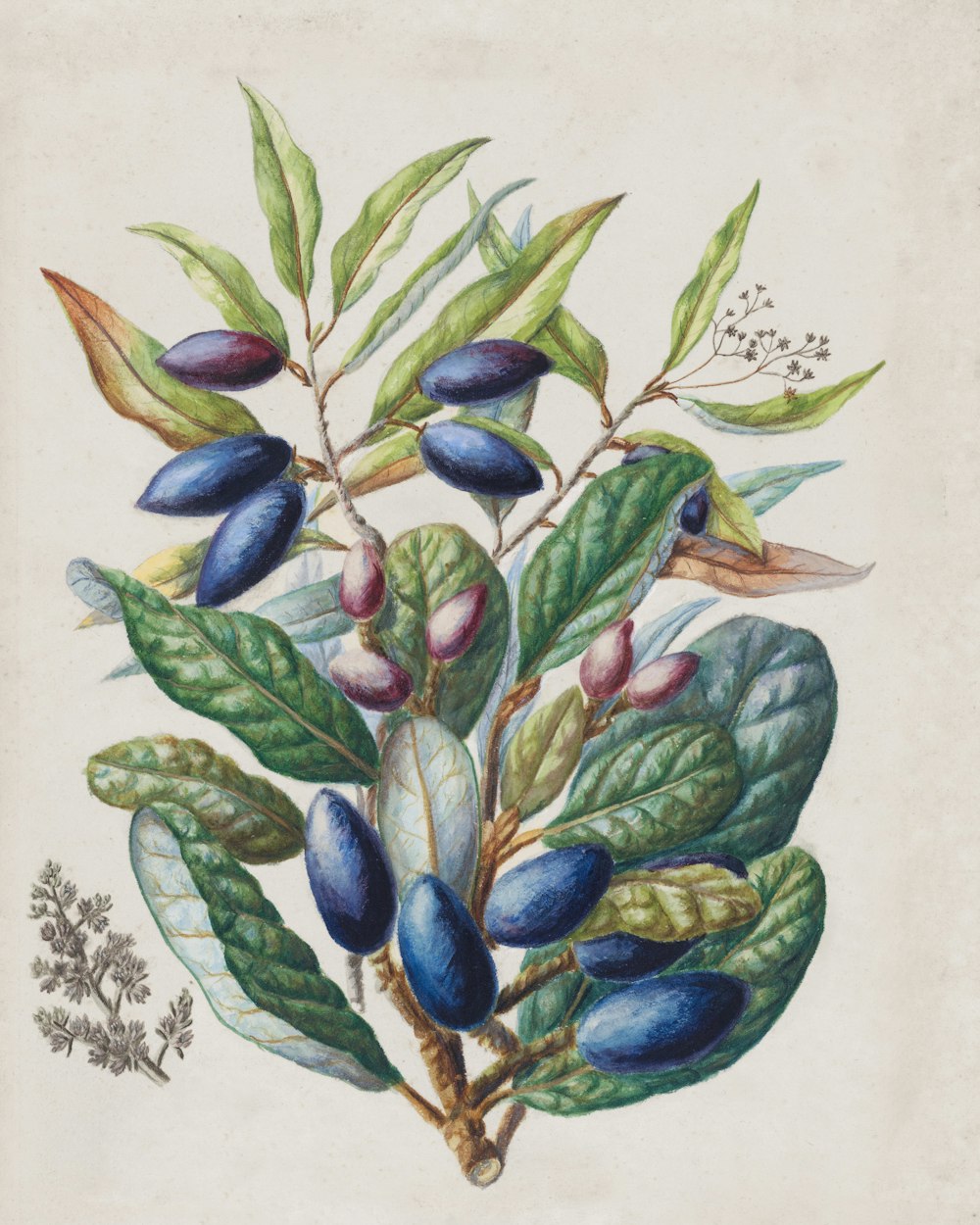 a drawing of a plant with leaves and berries