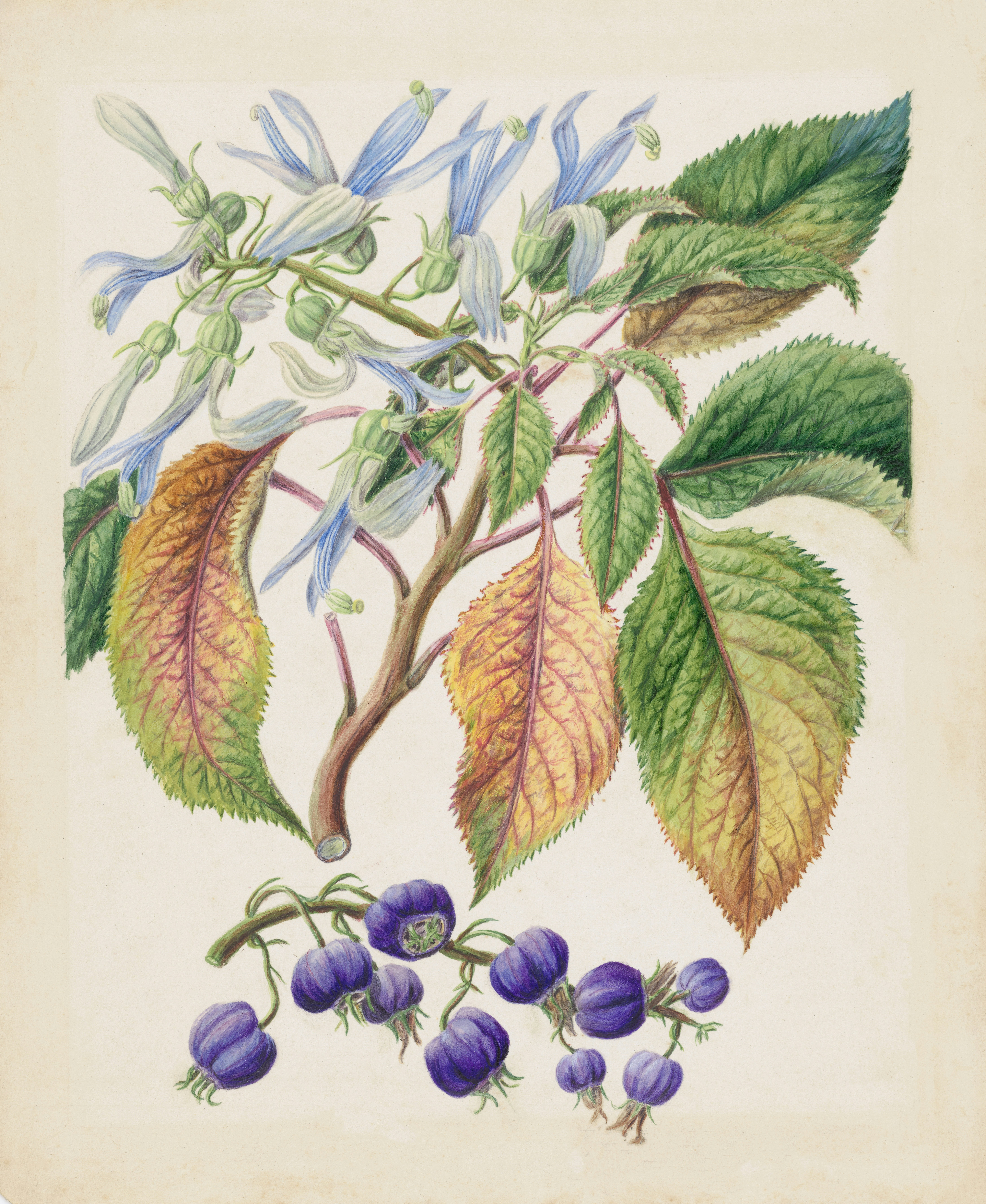 Colensoa physaloides, circa 1885, by Sarah Featon. Purchased 1919. Te Papa (1992-0035-2277/4). https://collections.tepapa.govt.nz/object/176449