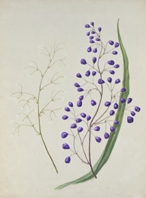 An illustration featuring two botanical subjects. On the left, a delicate plant with thin stems and small, white flowers. On the right, a plant with oval-shaped purple berries, larger leaves, and a more prominent stalk.