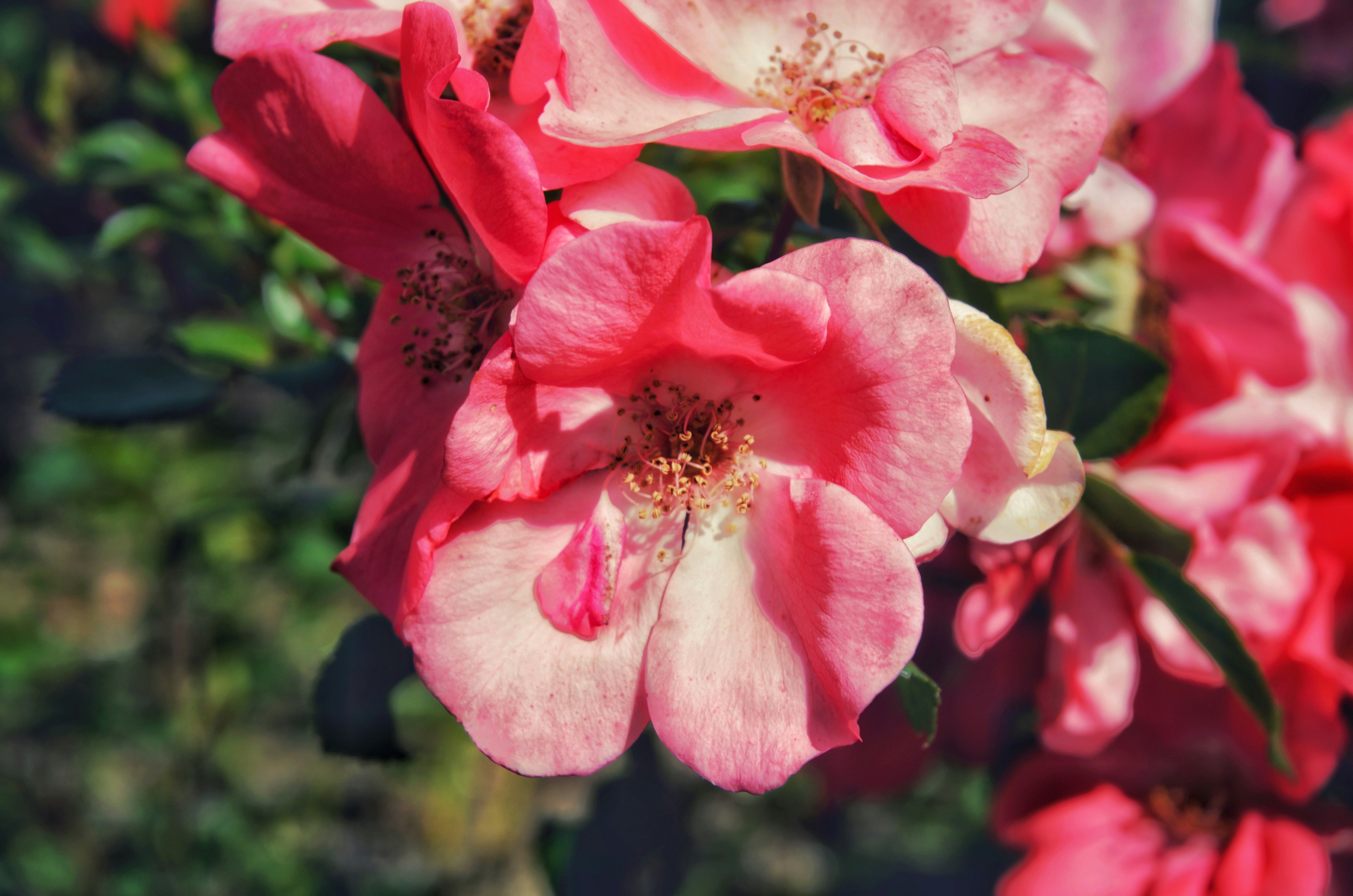 a close up of pink flowers on a bush