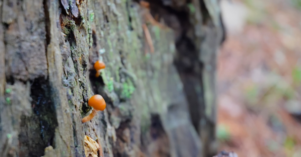 a group of orange mushrooms growing on a tree