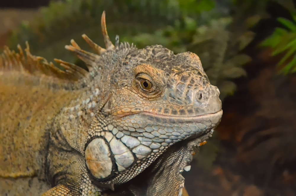 a close up of an iguana in a terrarium