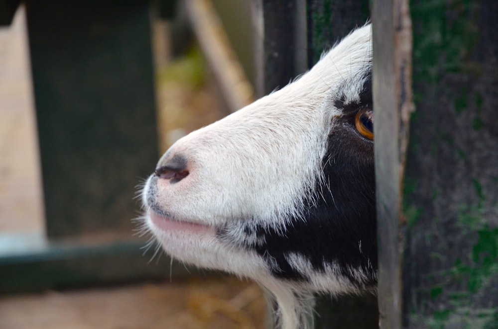 a close up of a goat looking over a fence
