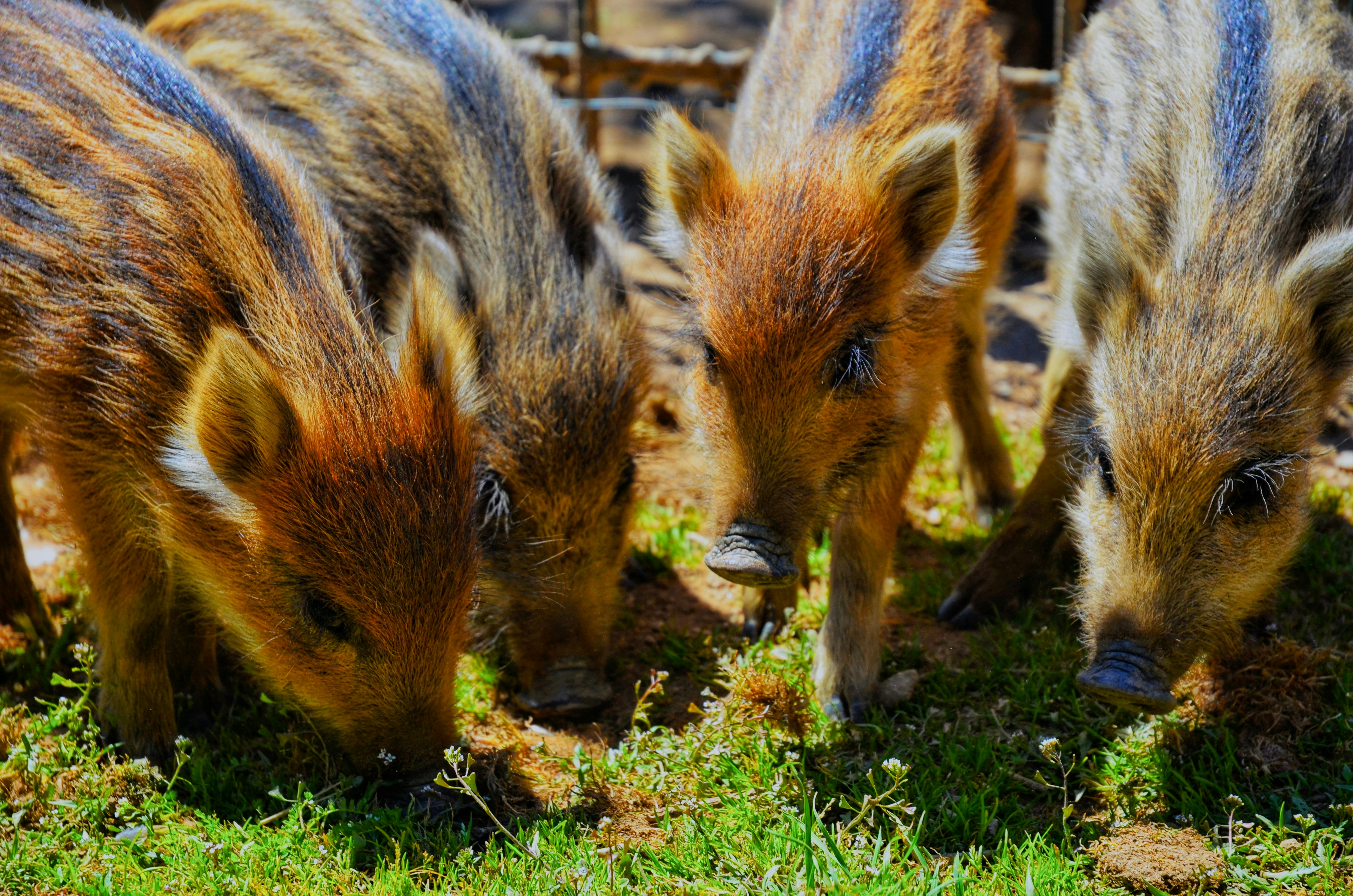 three wild boars eating grass in a fenced in area