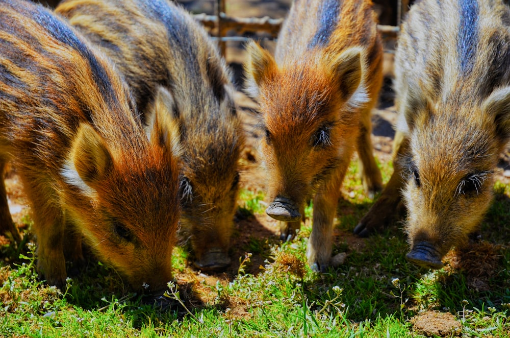 three wild boars eating grass in a fenced in area