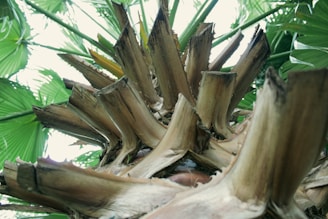 A close-up view of the trunk of a palm tree, showing the rough, textured bark and the bases of pruned fronds. The background is filled with large green palm leaves, creating a sense of tropical lushness.