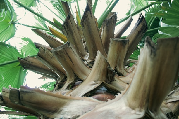 A close-up view of the trunk of a palm tree, showing the rough, textured bark and the bases of pruned fronds. The background is filled with large green palm leaves, creating a sense of tropical lushness.