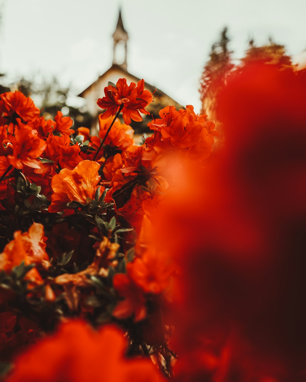 a bunch of red flowers with a church in the background