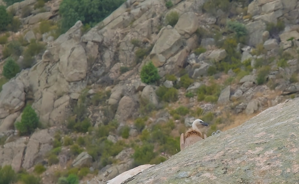 a bird sitting on top of a large rock