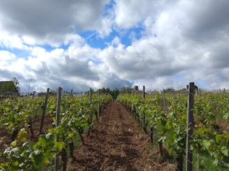 A vineyard with rows of grapevines stretching into the distance under a partly cloudy sky. The green leaves of the vines add vibrancy to the scene, with wooden posts supporting the plants in neat lines. The soil appears freshly tilled, enhancing the sense of growth and cultivation.