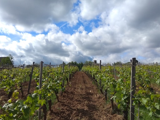 A vineyard with rows of grapevines stretching into the distance under a partly cloudy sky. The green leaves of the vines add vibrancy to the scene, with wooden posts supporting the plants in neat lines. The soil appears freshly tilled, enhancing the sense of growth and cultivation.
