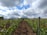 A vineyard with rows of grapevines stretching into the distance under a partly cloudy sky. The green leaves of the vines add vibrancy to the scene, with wooden posts supporting the plants in neat lines. The soil appears freshly tilled, enhancing the sense of growth and cultivation.