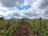 A vineyard with rows of grapevines stretching into the distance under a partly cloudy sky. The green leaves of the vines add vibrancy to the scene, with wooden posts supporting the plants in neat lines. The soil appears freshly tilled, enhancing the sense of growth and cultivation.