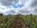 A vineyard with rows of grapevines stretching into the distance under a partly cloudy sky. The green leaves of the vines add vibrancy to the scene, with wooden posts supporting the plants in neat lines. The soil appears freshly tilled, enhancing the sense of growth and cultivation.