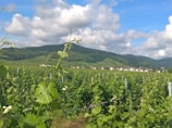 A vast vineyard spreads across the foreground, marked by rows of grapevines under a bright blue sky with scattered clouds. In the distance, there is a small village with houses visible against a backdrop of rolling green hills.