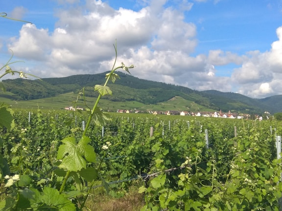A vast vineyard spreads across the foreground, marked by rows of grapevines under a bright blue sky with scattered clouds. In the distance, there is a small village with houses visible against a backdrop of rolling green hills.