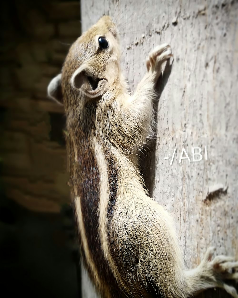 a small animal climbing up the side of a tree