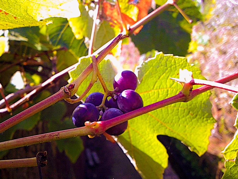 Un primer plano de un racimo de uvas en una vid