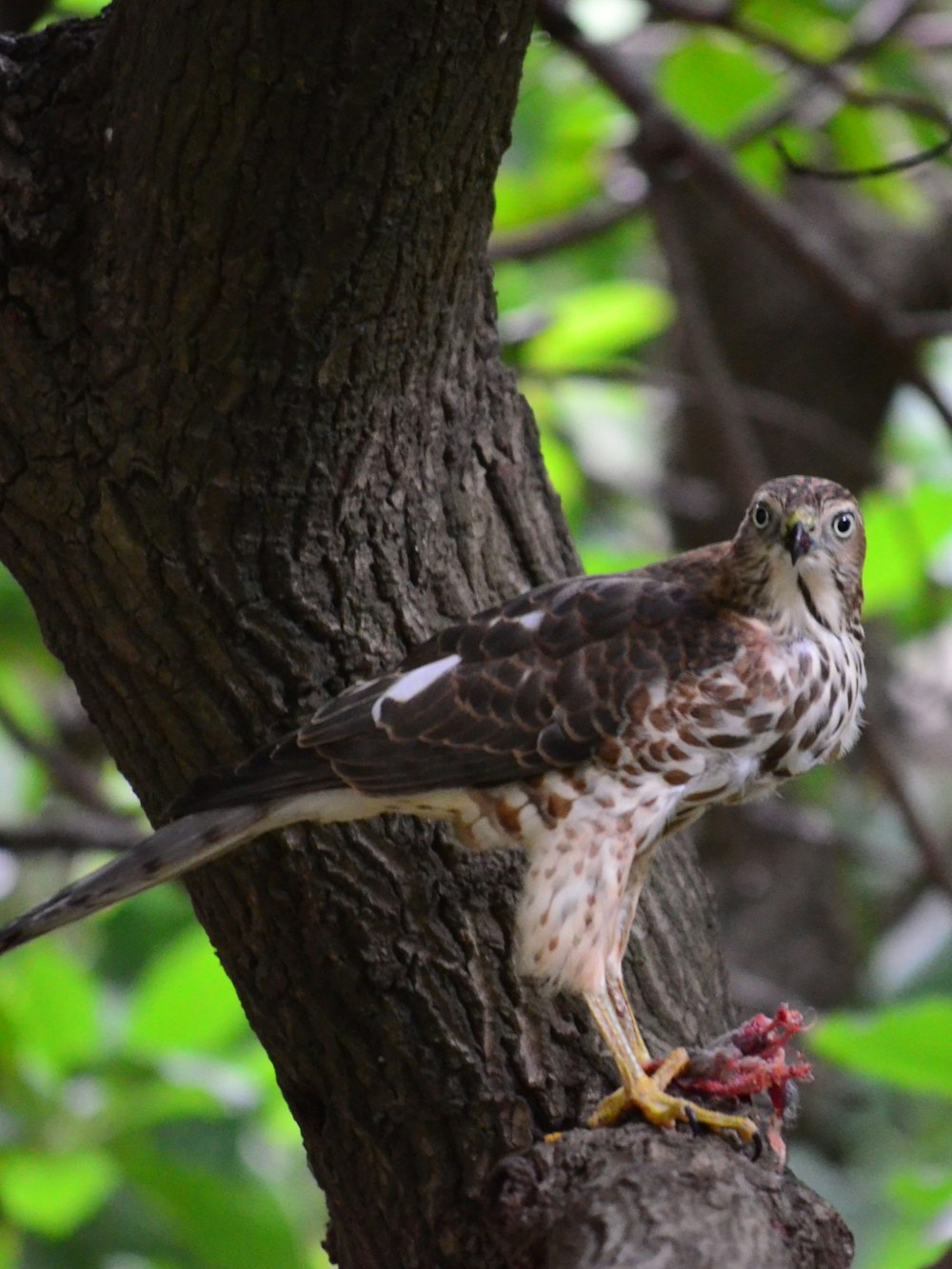 Un faucon est perché sur une branche d’arbre