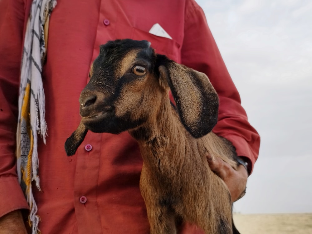 a man in a red shirt holding a goat