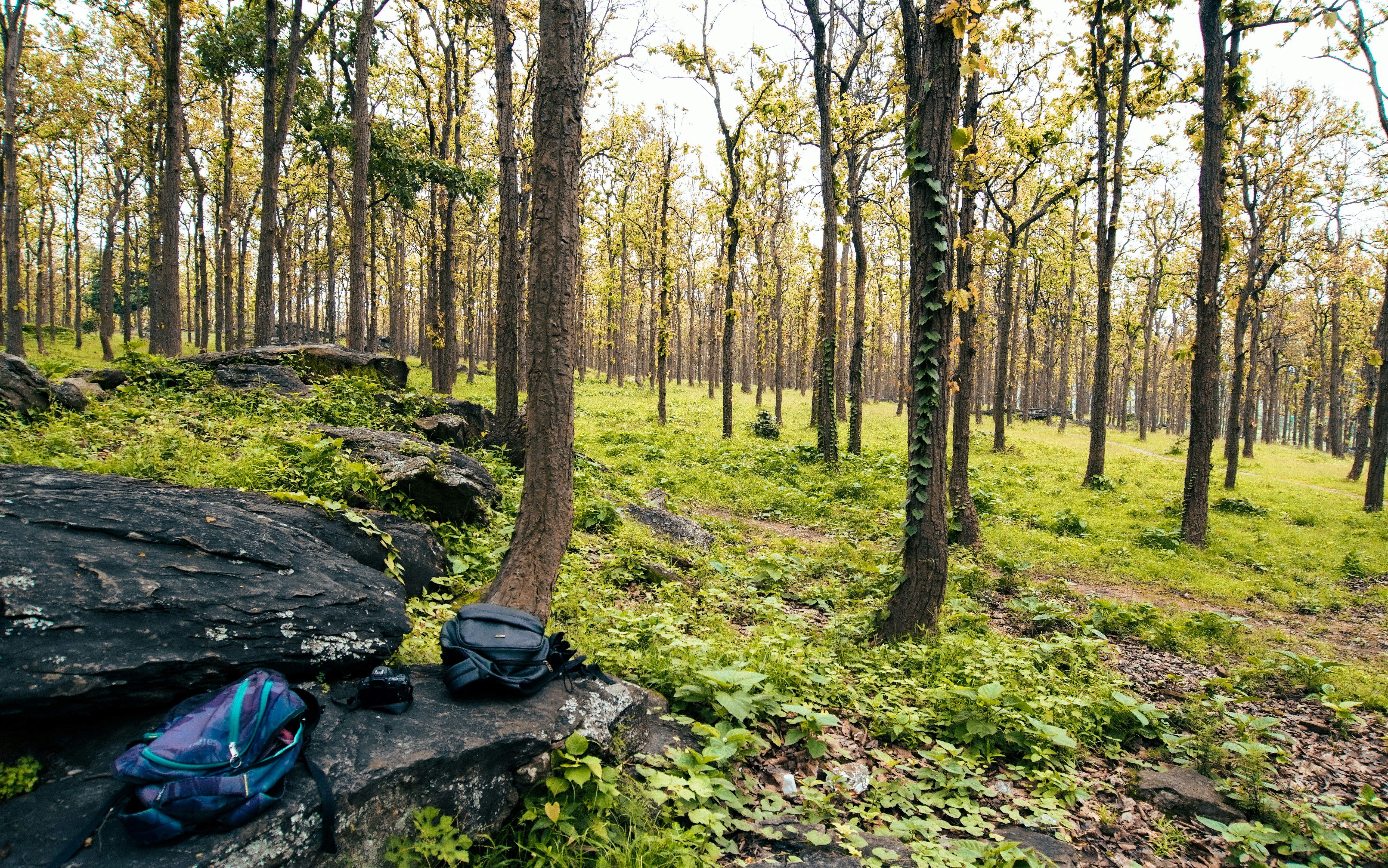 a backpack is sitting on a rock in the woods