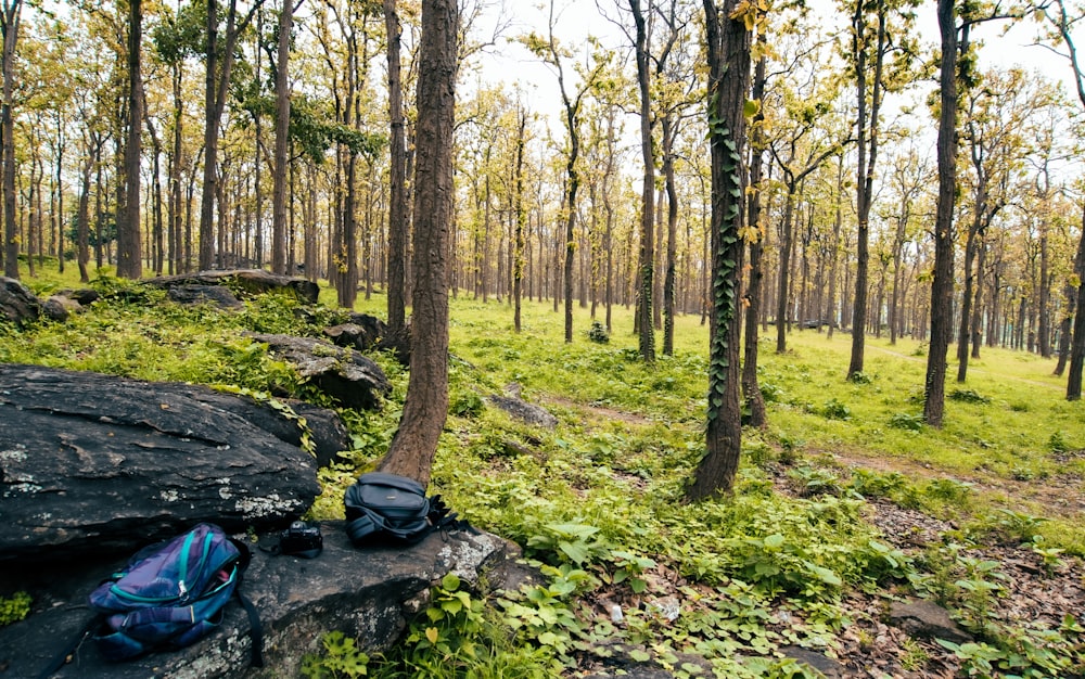 a backpack is sitting on a rock in the woods