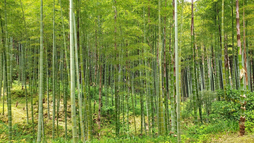 背の高い木々がたくさん生い茂る緑豊かな森