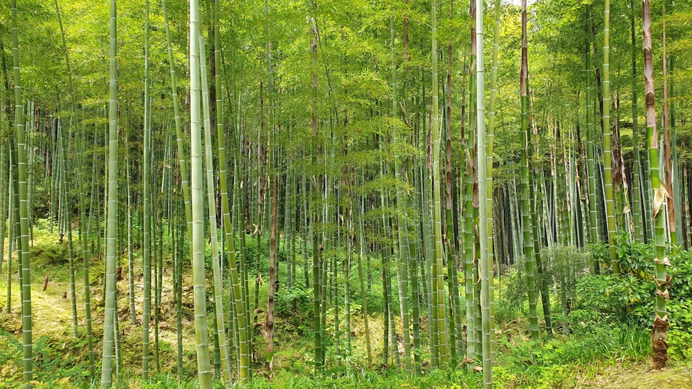 a lush green forest filled with lots of tall trees