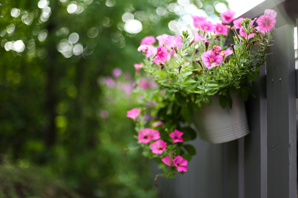 a bunch of flowers that are on a fence