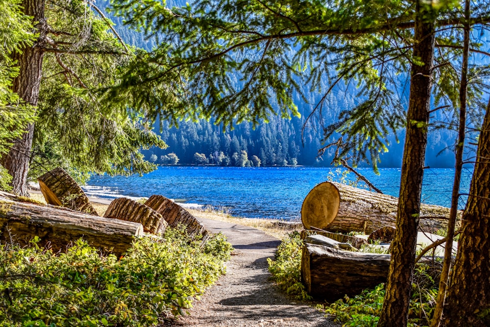 a path leading to a lake surrounded by trees