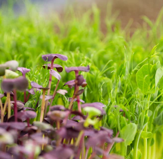 Close-up of vibrant microgreens freshly harvested and glistening with morning dew.