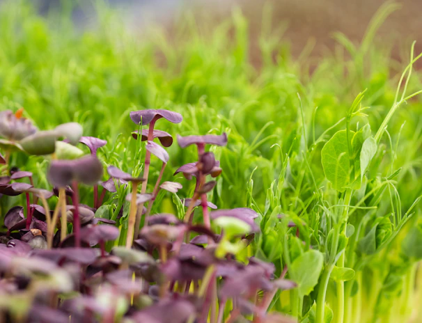 Close-up of vibrant microgreens freshly harvested and glistening with morning dew.