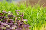A close-up of vibrant green and purple microgreens growing densely together, showcasing the freshness and diversity of young plants.
