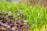A close-up of vibrant green and purple microgreens growing densely together, showcasing the freshness and diversity of young plants.