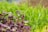 A close-up of vibrant green and purple microgreens growing densely together, showcasing the freshness and diversity of young plants.