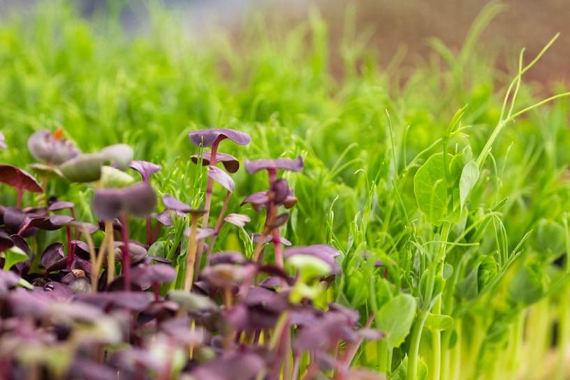 A close-up of vibrant green and purple microgreens growing densely together, showcasing the freshness and diversity of young plants.