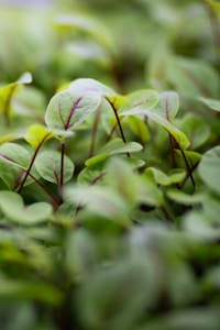 Green Vein Kratom