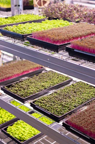 a bunch of plants that are on a shelf