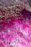 A dense cluster of vibrant microgreens with bright pink and green hues. The image features numerous thin stems and small leaves, creating a lush and lively texture.